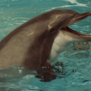 Windsor Safari Park About 1989