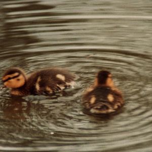 Windsor Safari Park About 1989