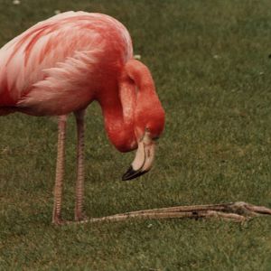 Windsor Safari Park About 1989