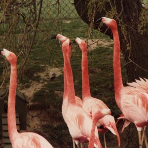 Windsor Safari Park About 1989