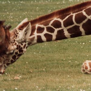 Windsor Safari Park About 1989