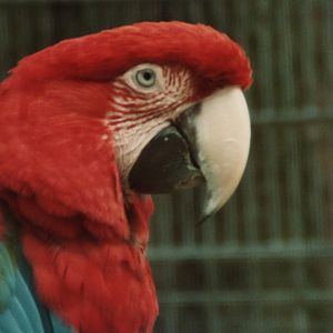 Windsor Safari Park About 1989