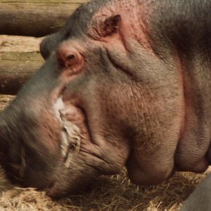 Windsor Safari Park About 1989