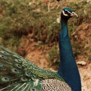 Windsor Safari Park About 1989