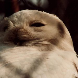 Windsor Safari Park About 1989