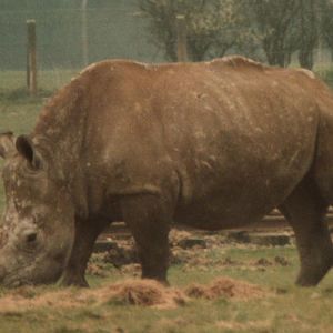 Windsor Safari Park About 1989