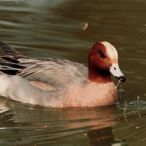 Windsor Safari Park About 1989