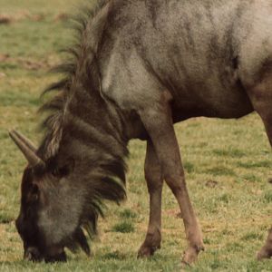 Windsor Safari Park About 1989