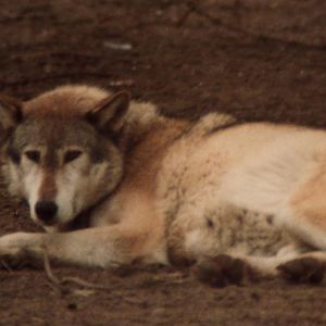 Windsor Safari Park About 1989