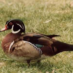 Windsor Safari Park About 1989