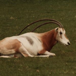 Windsor Safari Park About 1989