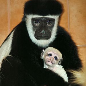 Baby colobus monkey