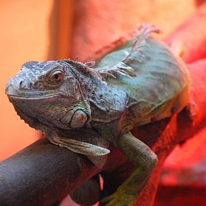 GREEN IGUANA