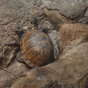 EASTERN BOX TURTLE