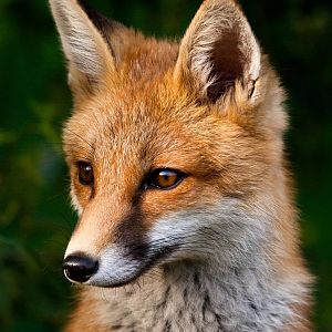 british wildlife centre