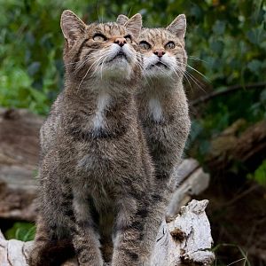 british wildlife centre