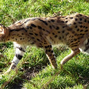 Serval Stalking