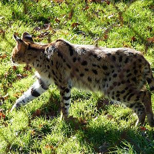 Serval Stalking
