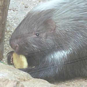 Crested Porcupine
