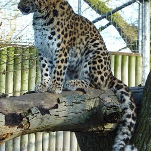 Kaia the Amur Leopard