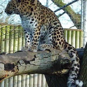 Kaia the Amur Leopard