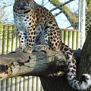 Kaia the Amur Leopard