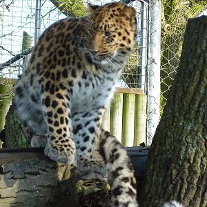 Kaia the Amur Leopard