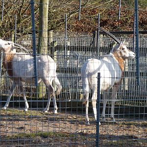 Scimitar-Horned Oryx Adolescents
