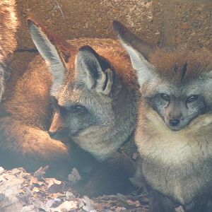 Bat-Eared Foxes