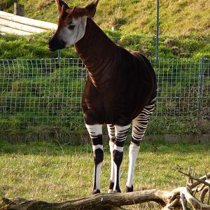 Okapi
