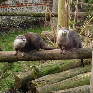 Slightly Aboreal Otters