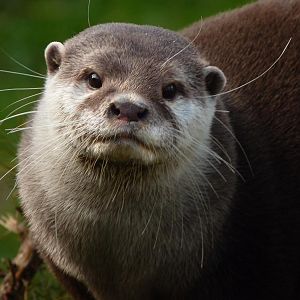 Asian Short-Clawed Otter