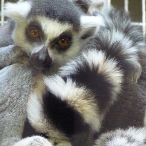 Ring-Tailed Lemur