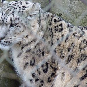 Indeever the Snow Leopard