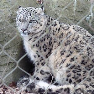 Indeever the Snow Leopard