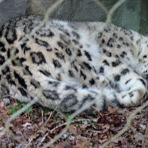Irina the Snow Leopard