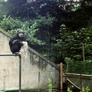 Penscynor Wildlife Park - 1983