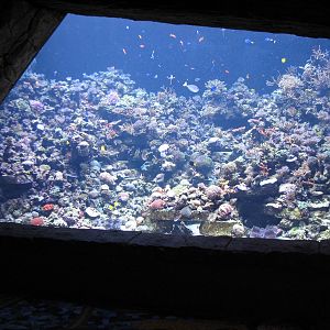 Manta Aquarium - Coral Reef