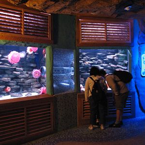 Manta Aquarium - Giant Pacific Octopus Exhibit