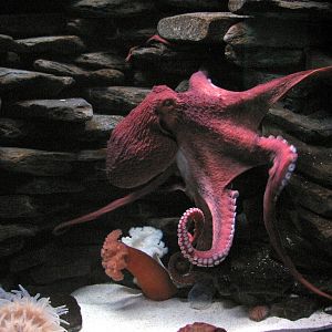 Manta Aquarium - Giant Pacific Octopus