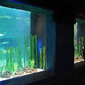 Manta Aquarium - Lined Seahorse and Pipefish Exhibits