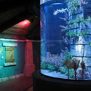 Manta Aquarium - Leafy Sea Dragon Exhibit