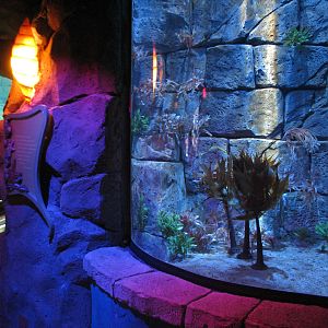 Manta Aquarium - Weedy Sea Dragon Exhibit