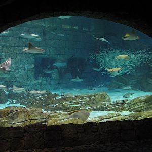Manta Aquarium - Ray Exhibit