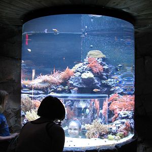 Manta Aquarium - Clownfish Exhibit with Popup Window