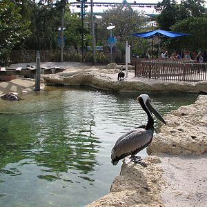 Turtle Point - Brown Pelicans