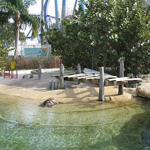 Turtle Point - Turtle Exhibit