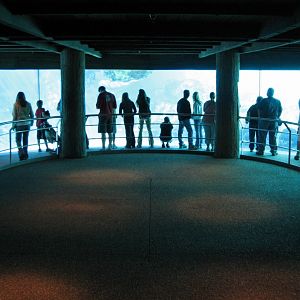 Dolphin Cove - Underwater Viewing