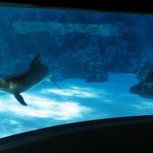 Dolphin Cove - Atlantic Bottlenose Dolphin