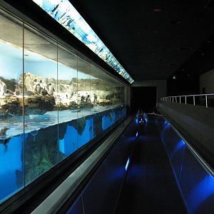 Penguin Encounter - Penguin Exhibit